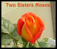 Tulsa Town rose photo