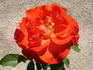 Farandole ® rose photo