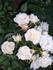 Snow Bride rose photo