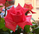 Martha's Choice rose photo
