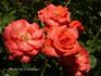 Tony Jacklin rose photo