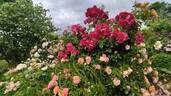 Cubana ™ rose photo