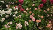 Cubana ™ rose photo