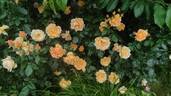 Easy Going ™ rose photo