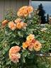 Della Balfour rose photo