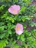 Fru Dagmar Hastrup rose photo