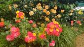 Easy Going ™ rose photo
