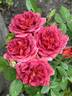 Midnight Fire rose photo