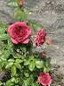 Midnight Fire rose photo