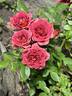 Midnight Fire rose photo