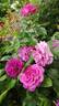 Chartreuse de Parme rose photo