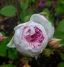 Bouquet de la mariée rose photo