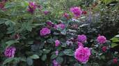 Chartreuse de Parme rose photo