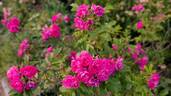F. J. Grootendorst rose photo
