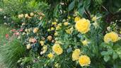 Inka rose photo