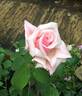 Catherine Mermet rose photo