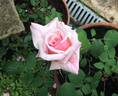 Catherine Mermet rose photo