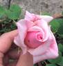 Catherine Mermet rose photo