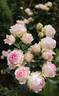 First Lady rose photo