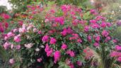 Dinky rose photo