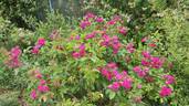 F. J. Grootendorst rose photo