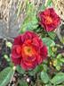 Beautiful Anne rose photo