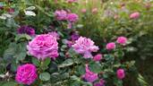 Chartreuse de Parme rose photo