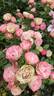Acropolis ® rose photo