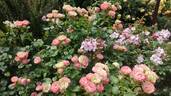 Acropolis ® rose photo