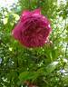 Magna Charta rose photo