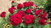 Lavaglut rose photo