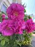 Wild Edric rose photo