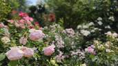 Peter-Paul Rubens® rose photo