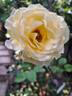 Bordure d'Or® rose photo