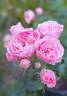 The Matador™ Plant'n'relax® rose photo