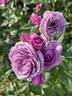 Lavender Veranda rose photo