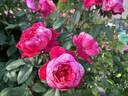 Benjamin Britten rose photo