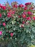 Benjamin Britten rose photo