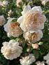 Crocus Rose rose photo