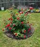 Oso Easy Double Red rose photo