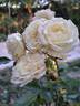 Tiramisu Bio rose photo