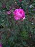 Bengale Camellia rose photo