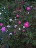 Bengale Camellia rose photo