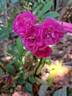 Dinky rose photo