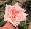 Catherine Mermet rose photo