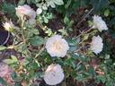 Tiramisu Bio rose photo