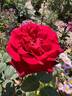 Ballade rose photo