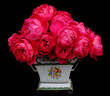 Benjamin Britten rose photo
