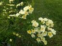 Hugonis rose photo