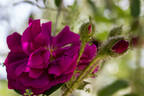 Rubra rose photo